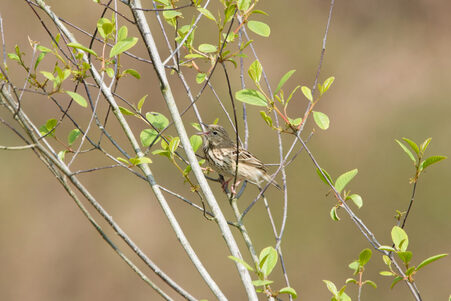 Thumbnail of Tree Pipit